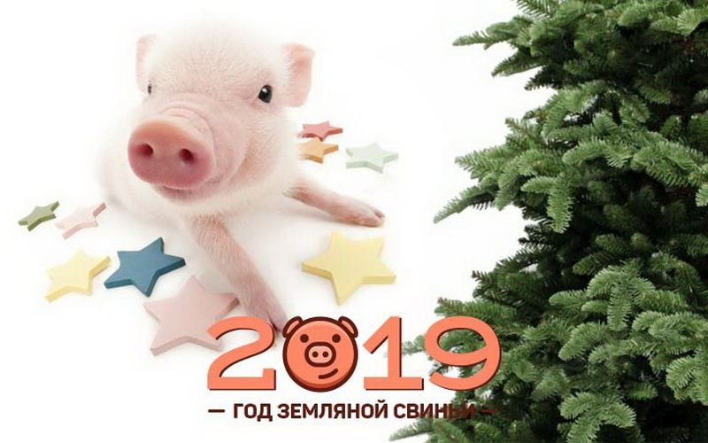 Картинки Свиньи — символа 2019 года