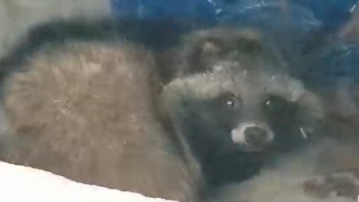 В Курортном районе Петербурга обнаружили напуганную енотовидную собаку