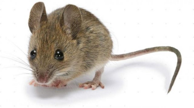 Ученые узнали, как фталаты влияют на плодовитость мышей