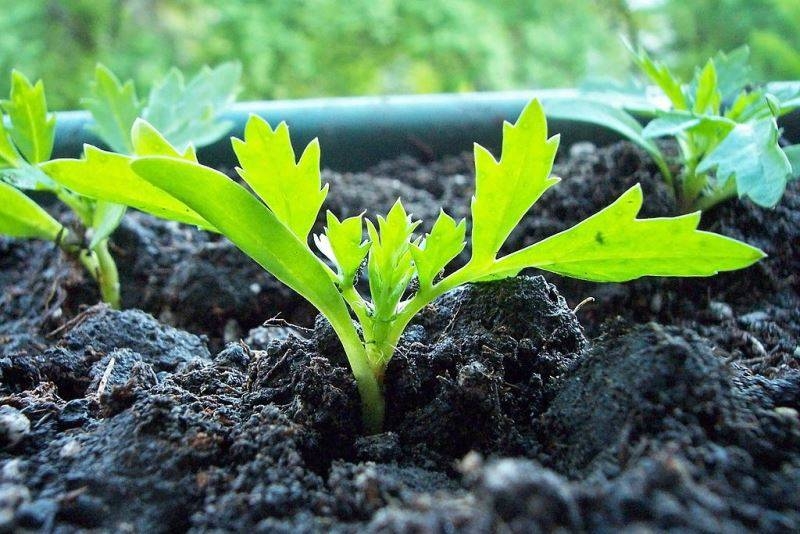 Как правильно посадить семена бархатцев