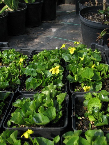 Выращивание цветка виола из семян. Рекомендации по посадке на рассаду и высадке в грунт