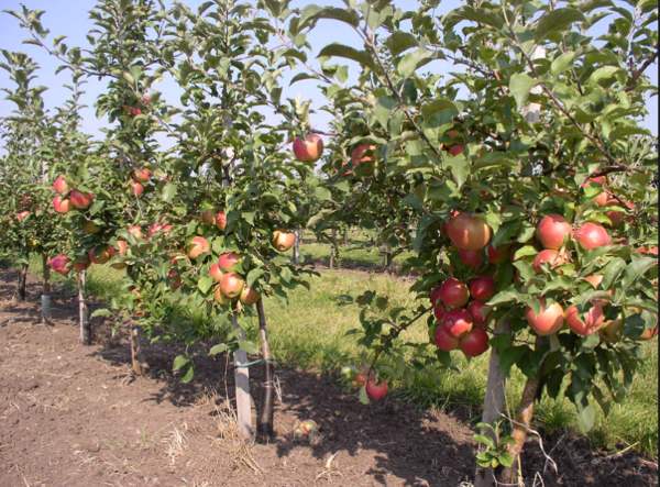 Как правильно выбрать саженец яблони?
