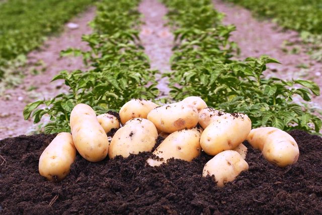Когда сажать картофель в 2019 году: по лунному календарю, благоприятные дни