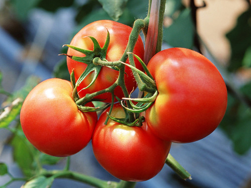 Лучшие сорта томатов на 2019 год для теплиц в Подмосковье