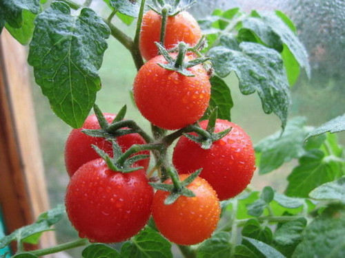 Лучшие сорта томатов на 2019 год для теплиц в Подмосковье