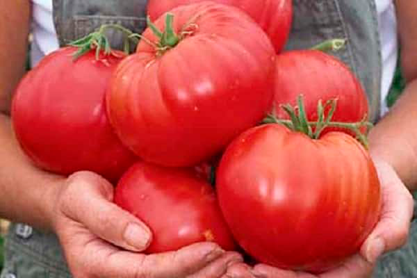 Как увеличить урожай помидоров: важные секреты для выращивания томатов, как вырастить крупные, сочные и сладкие помидоры