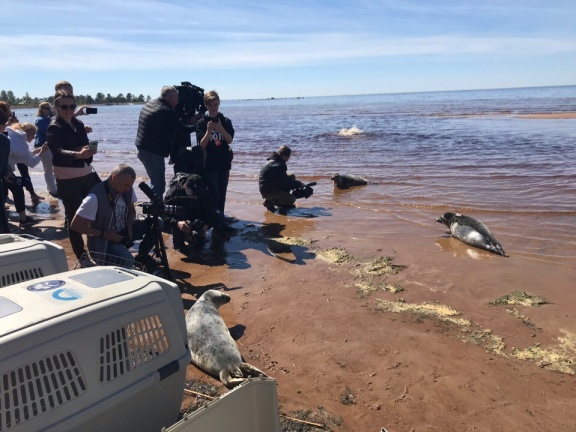 В Петербурге выпустили в море спасенных тюленей
