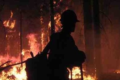 Столичный регион обвинили в лесных поджогах