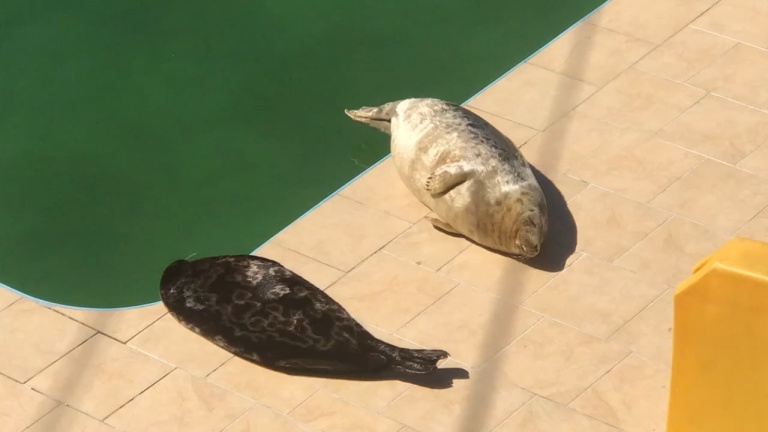 Петербургские нерпа и тюлень наслаждаются солнечными деньками