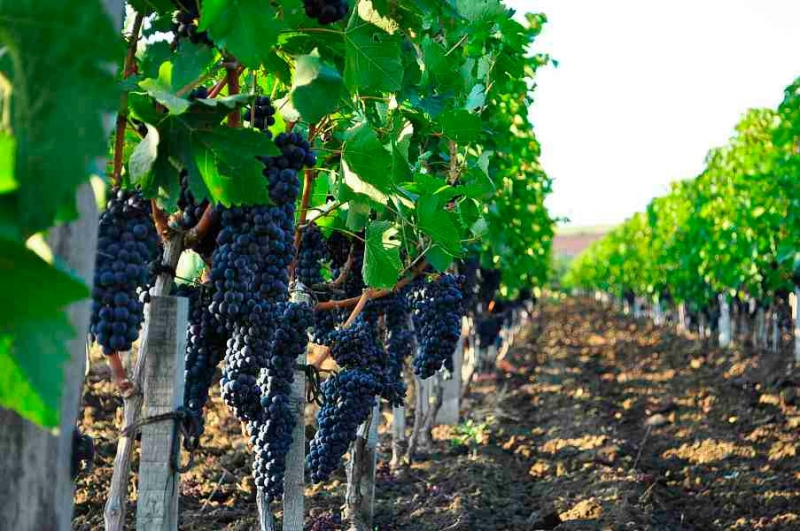 Винные сорта винограда производить в Крыму нерентабельно - эксперт