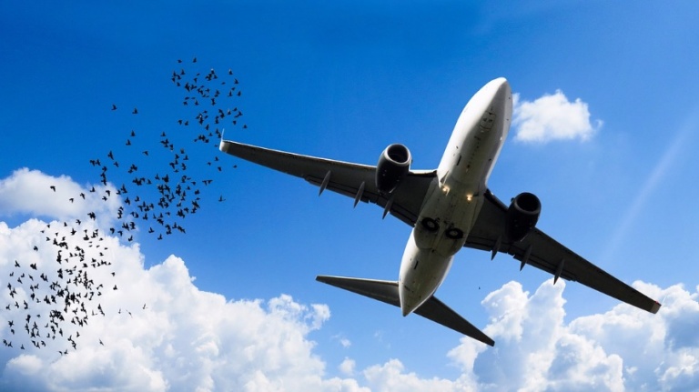 СМИ: Птица врезалась в самолет, летевший из «Пулково» на Корфу