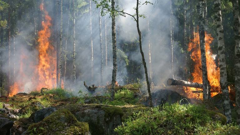 В трех регионах Сибири объявлен режим ЧС из-за лесных пожаров
