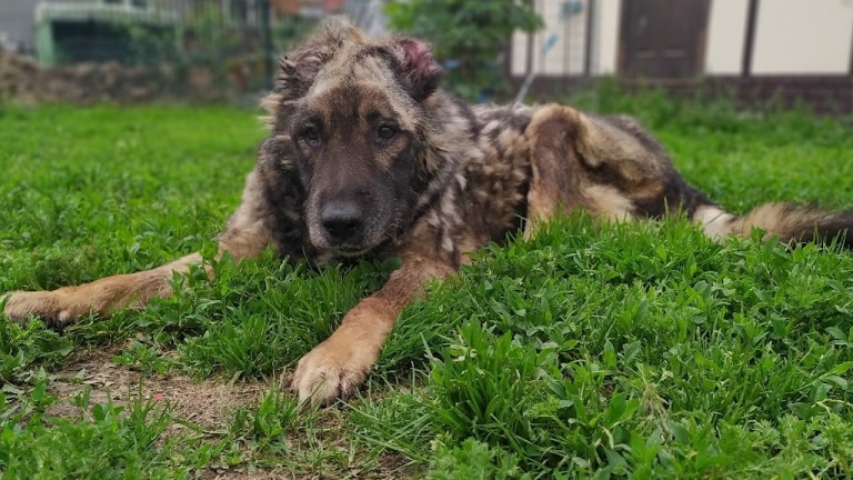 В приюте Петербурга умер пес Пират, провалившийся в яму с кипятком год назад