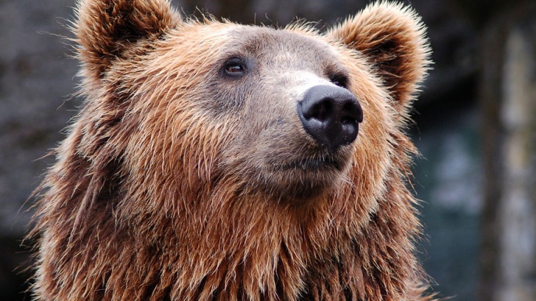 Жители Мурино заметили медведя