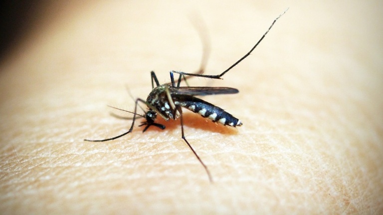 Россиянам угрожают смертельные лихорадки из-за миграции комаров
