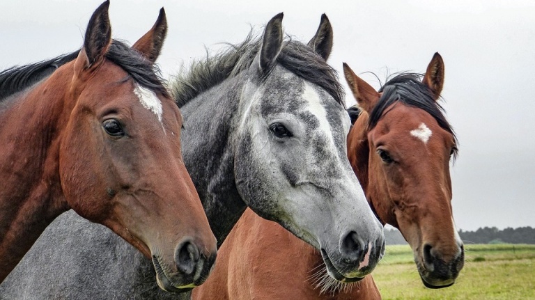 Лошади погибли при пожаре на конюшне в Ленобласти