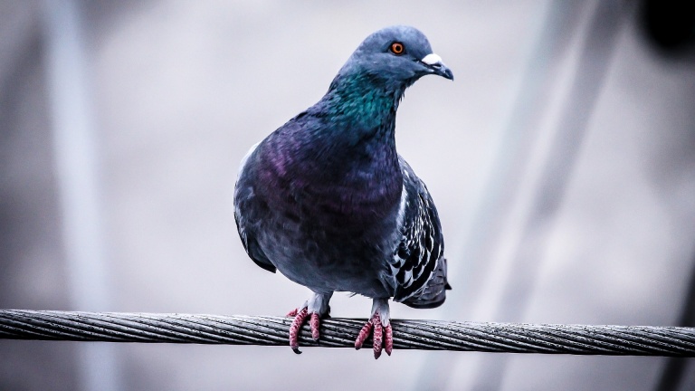 В Репино установили карантин из-за туберкулеза у голубей