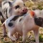 ФСИН допускает использование свиней в работе