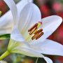 В Ботаническом саду открывается выставка «Петербургские лилии»