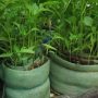 Выращивание рассады в улитках. Как правильно сделать улитку для рассады?