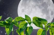 Какую рассаду сажать в марте 2019 года: благоприятные дни по лунному календарю