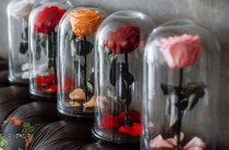 Вечная роза в стеклянной колбе: она настоящая или нет, сколько хранится?