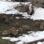 Во дворе дома на Васильевском острове поселились куропатки
