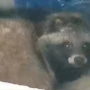 В Курортном районе Петербурга обнаружили напуганную енотовидную собаку