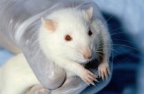 Диагностировать рак помогут крысы