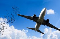 СМИ: Птица врезалась в самолет, летевший из «Пулково» на Корфу