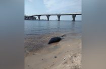 В нескольких районах Петербурга найдены мертвые тюлени и нерпы