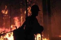 Столичный регион обвинили в лесных поджогах