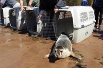 В Петербурге выпустили в море спасенных тюленей