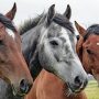 Лошади погибли при пожаре на конюшне в Ленобласти