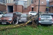 Ветер повалил дерево на автомобили на Московском проспекте
