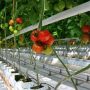 Лучшая инвестновость дня: В Пермском крае создадут овощной комплекс