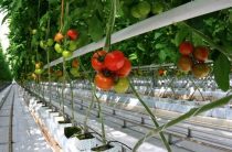 Лучшая инвестновость дня: В Пермском крае создадут овощной комплекс
