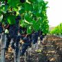 Винные сорта винограда производить в Крыму нерентабельно — эксперт
