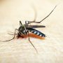 Россиянам угрожают смертельные лихорадки из-за миграции комаров